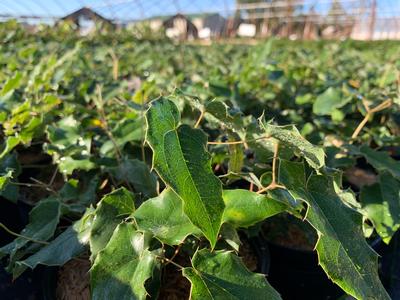 Epimedium wushanense 'Caramel' - Wushan Barrenwort from Pleasant Run Nursery