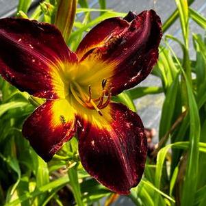 Hemerocallis Persian Ruby