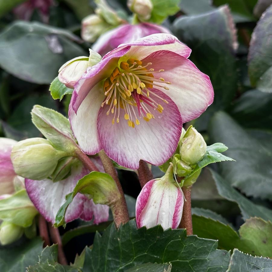 Helleborus x glandorfensis HGC® Ice N' Roses® 'Picotee'