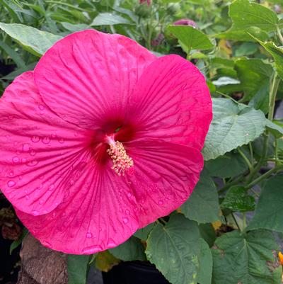 Hibiscus x Luna™ 'Rose'