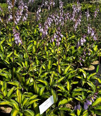 Hosta 'Island Breeze' - Plantain Lily from Pleasant Run Nursery