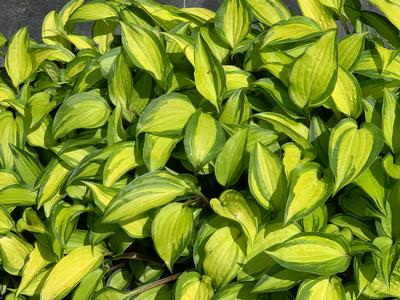 Hosta 'Island Breeze' - Plantain Lily from Pleasant Run Nursery