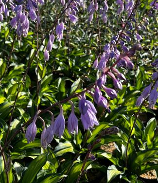 Hosta 'Island Breeze' - Plantain Lily from Pleasant Run Nursery