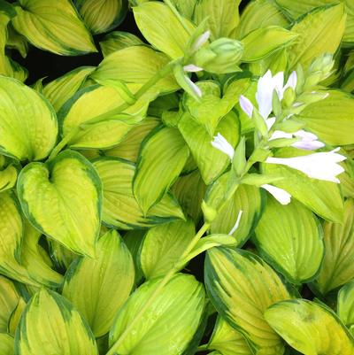 Hosta Stained Glass