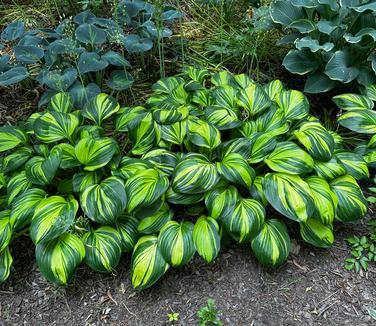 Hosta 'Rainbow's End' - Plantain Lily from Pleasant Run Nursery