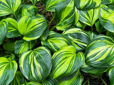 Hosta 'Rainbow's End' - Plantain Lily from Pleasant Run Nursery