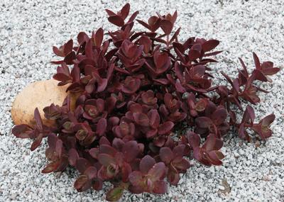 Sedum x Sunsparkler 'Cherry Tart' - Stonecrop (Photo: North Creek Nursery)