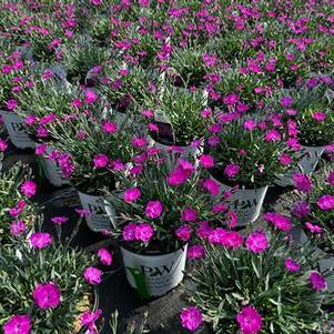 Dianthus x Paint the Town Fuchsia