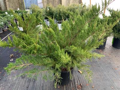 Juniperus chinensis 'Sea Green' - Chinese Juniper from Pleasant Run Nursery