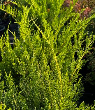 Juniperus chinensis 'Sea Green' - Chinese Juniper from Pleasant Run Nursery