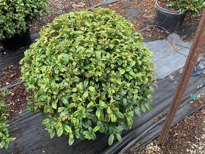 Prunus laurocerasus 'Chestnut Hill' - Cherry Laurel from Pleasant Run Nursery