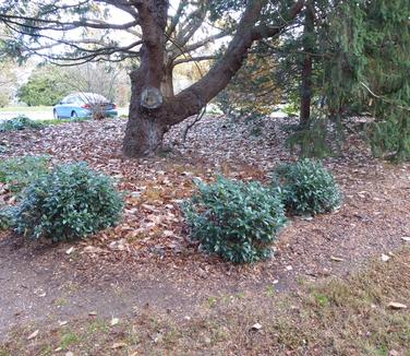 Prunus laurocerasus 'Chestnut Hill' - Photo: Tony Aiello