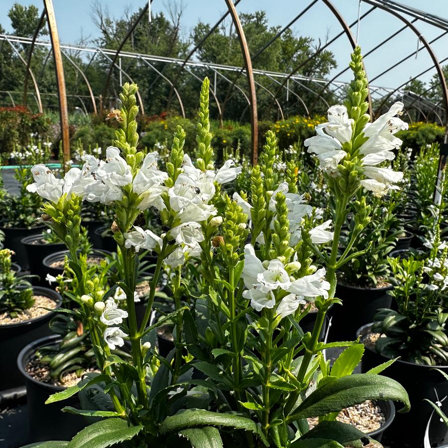 Physostegia virginiana Miss Manners - Miss Manners Obedient (Photo: North Creek Nurseries)