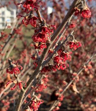 Hamamelis vernalis 'Kohankie Red' - Ozark Witchhazel from Pleasant Run Nursery