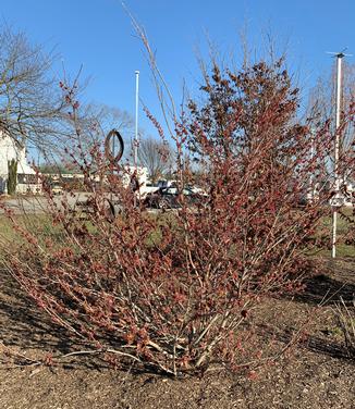 Hamamelis vernalis 'Kohankie Red' - Ozark Witchhazel from Pleasant Run Nursery