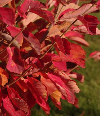 Hamamelis vernalis 'Kohankie Red' - Ozark Witchhazel from Pleasant Run Nursery