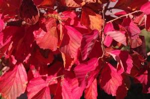 Hamamelis vernalis Kohankie Red