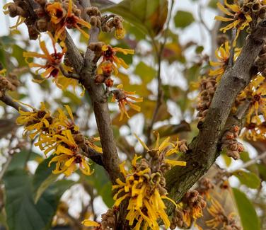 Hamamelis virginiana 'Winter Champagne' - Common Witchhazel from Pleasant Run Nursery