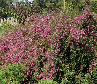 Lespedeza thunbergii 'Gibraltar'