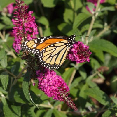 Buddleia davidii Miss Ruby