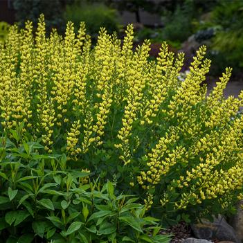 Baptisia x 'American Goldfinch' - Photo: Walters Gardens