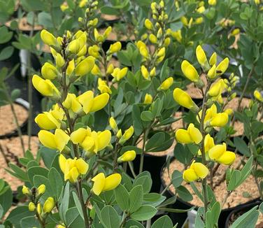 Baptisia x 'American Goldfinch' - False Indigo from Pleasant Run Nursery