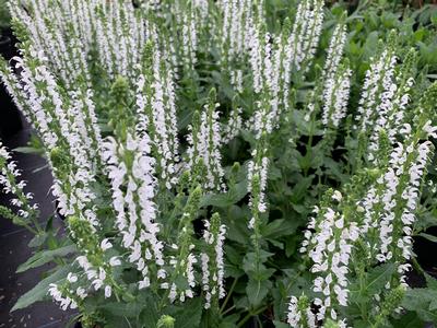 Salvia nemerosa Bumblesnow - Salvia Bumblesnow from Pleasant Run Nursery