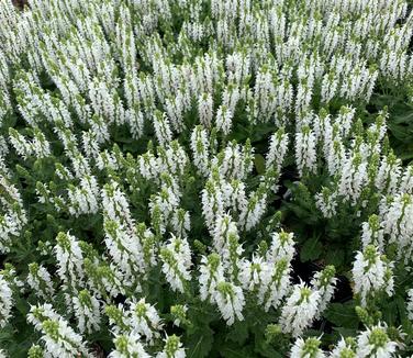 Salvia nemorosa 'Bumblesnow' - Meadow Sage from Pleasant Run Nursery