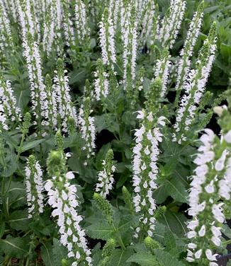 Salvia nemerosa Bumblesnow - Salvia Bumblesnow from Pleasant Run Nursery