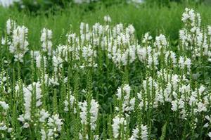 Physostegia virginiana Miss Manners