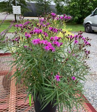 Vernonia x 'Southern Cross' - Ironweed from Pleasant Run Nursery