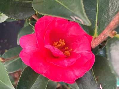 Camellia sasanqua 'Kanjiro' - Camellia from Pleasant Run Nursery