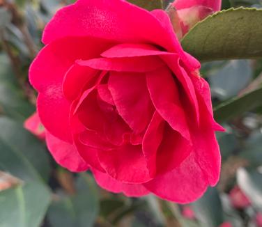 Camellia sasanqua 'Kanjiro' - Camellia from Pleasant Run Nursery