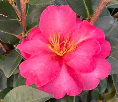 Camellia sasanqua 'Kanjiro' - Camellia from Pleasant Run Nursery