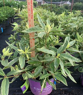 Illicium floridanum 'Pink Frost' - Florida Anise Tree from Pleasant Run Nursery