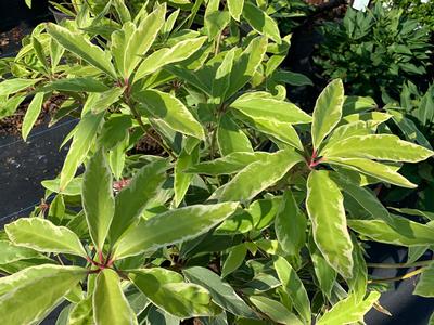 Illicium floridanum 'Pink Frost' - Florida Anise Tree from Pleasant Run Nursery