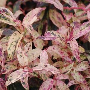 Leucothoe fontanesiana Girard's Rainbow