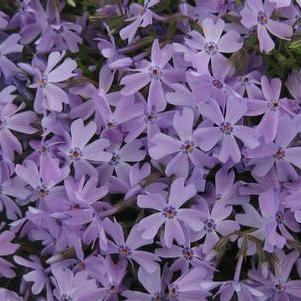 Phlox subulata Emerald Blue