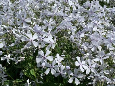 Phlox divaricata 'May Breeze' - Woodland Phlox from Pleasant Run Nursery