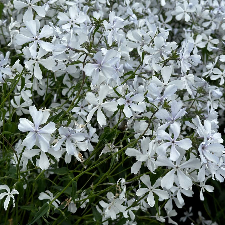 Phlox divaricata 'May Breeze' - Woodland Phlox from Pleasant Run Nursery