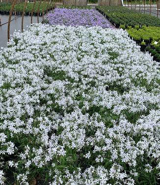 Phlox divaricata 'May Breeze' - Woodland Phlox from Pleasant Run Nursery