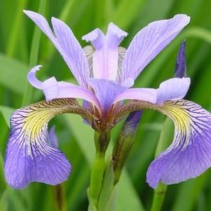 Iris versicolor 