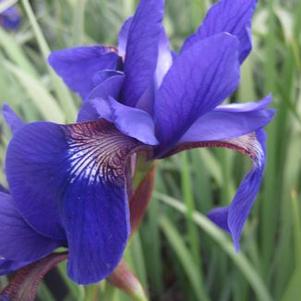 Iris sibirica Caesar's Brother