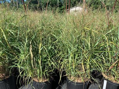 Panicum virgatum 'Rotstrahlbusch' - Switchgrass from Pleasant Run Nursery