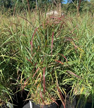 Panicum virgatum 'Rotstrahlbusch' - Switchgrass from Pleasant Run Nursery