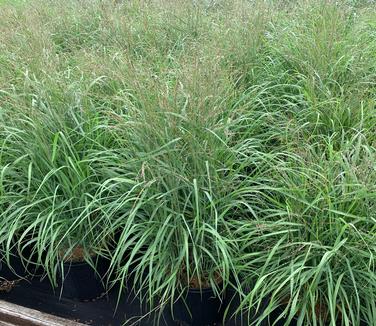 Panicum virgatum 'Rotstrahlbusch' - Switchgrass from Pleasant Run Nursery