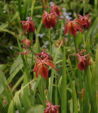 Iris fulva - Copper Iris from Pleasant Run Nursery