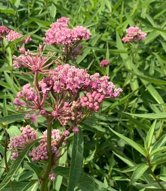 Asclepias incarnata 'Cinderella' - Swamp Milkweed from Pleasant Run Nursery