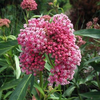 Asclepias incarnata 'Cinderella' - Swamp Milkweed (Photo: Walter's Garden's Inc.)