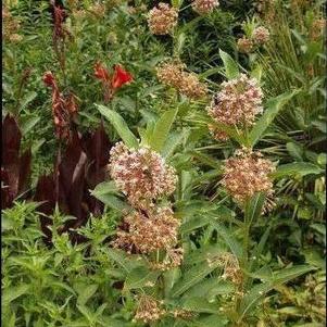 Asclepias syriaca 